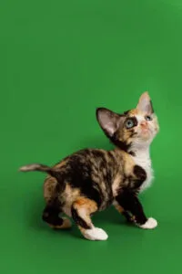 Calico kitten with big ears gazing up, showcasing the charm of Devon Rex cats.