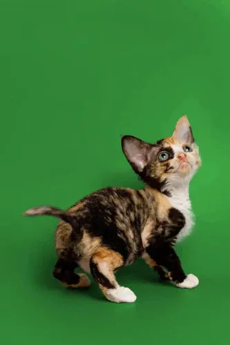 Calico kitten with big ears gazing up, showcasing the charm of Devon Rex cats.