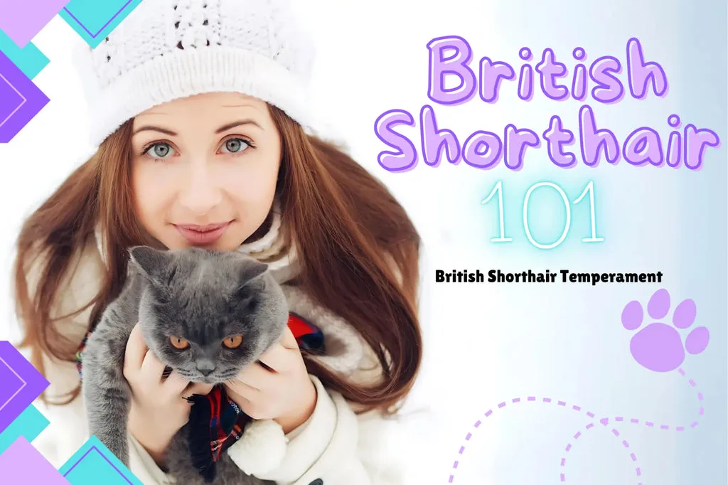 British Shorthair temperament