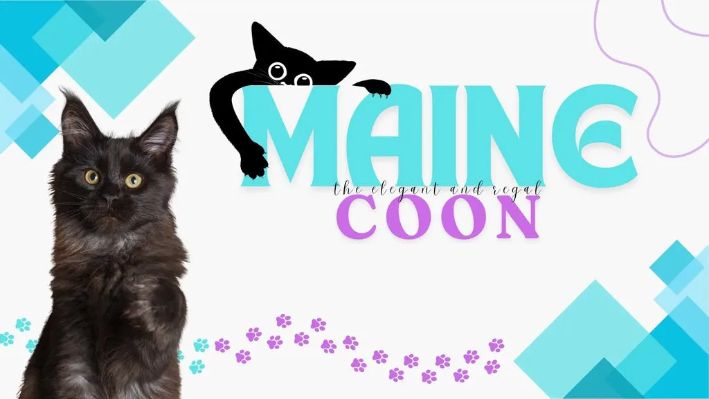 Gray British Shorthair cat with yellow eyes next to a stunning Black Maine Coon.