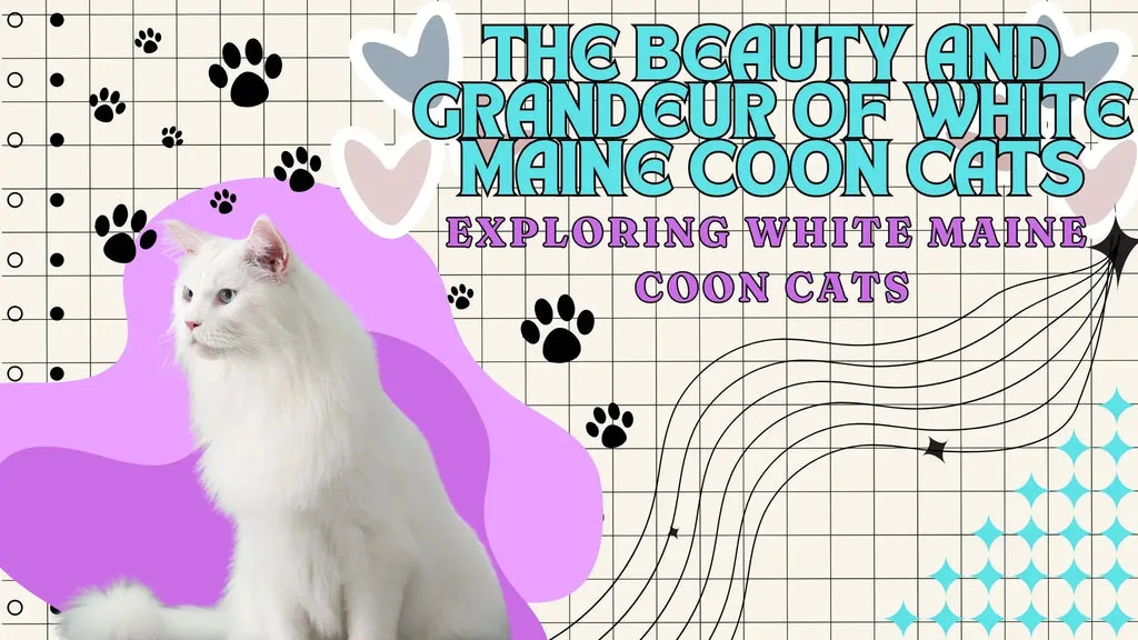 White fluffy Maine Coon Cat