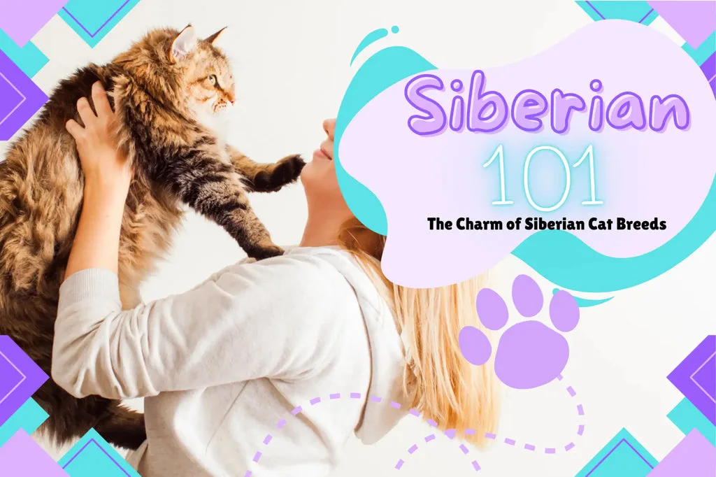 Fluffy tabby kitten with bright eyes showcases the charm of Siberian cats.