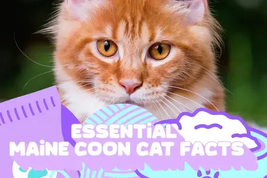 Essential Maine Coon Cat Facts What You Should Know