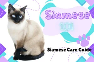 Siamese cat lounging cutely in a cozy home, perfect for your Siamese kittens care tips