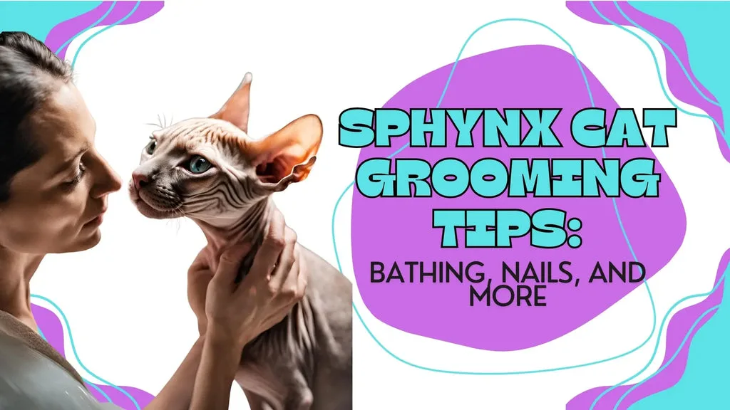 Hairless Sphynx cat with big ears and eyes sitting upright in Sphynx cat grooming guide.