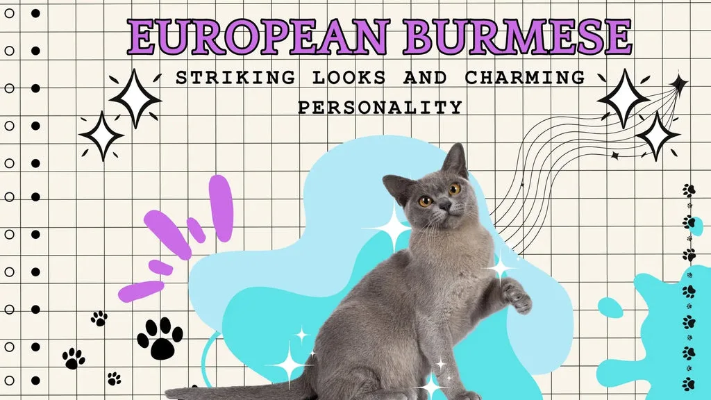 a regal European Burmese Cat