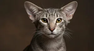 Adopting an Oriental Cat Tips