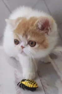 Fluffy Exotic Shorthair cat with a flat face curiously eyes a yellow toy bug.