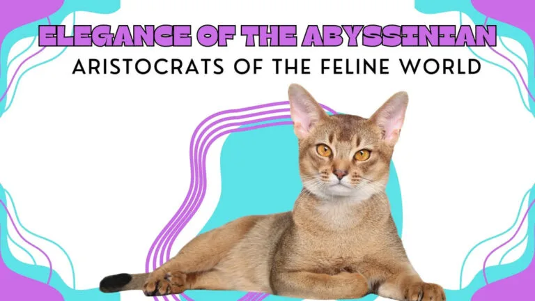 Abyssinian cat elegantly lying down