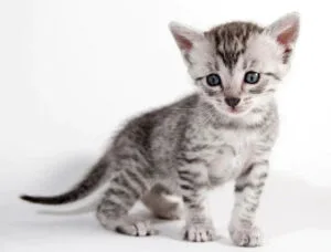 Gray and white tabby kitten with blue eyes, exploring Egyptian Mau cat origins.