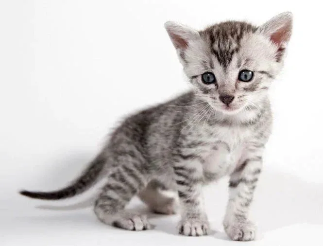 Gray and white tabby kitten with blue eyes, exploring Egyptian Mau cat origins.