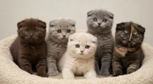 Different Scottish Fold Colors and Patterns