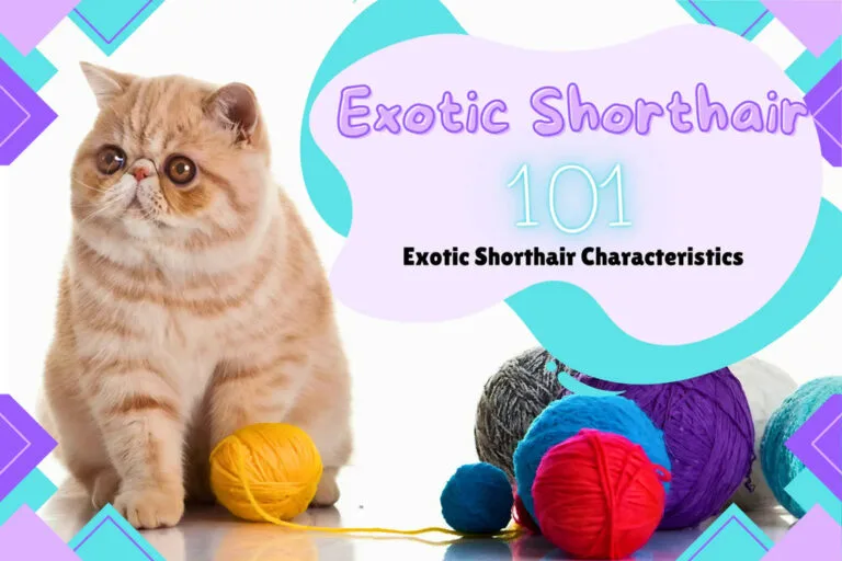 Adorable Exotic Shorthair cat playing with colorful yarn balls in a cozy setting.