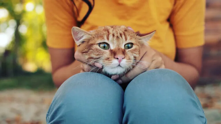 Orange tabby cat snuggled in lap, perfect for learning kitten care basics.