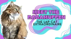 an elegant looking Ragamuffin cat