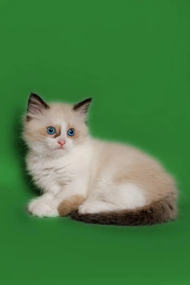 Fluffy white Ragdoll kitten with blue eyes and dark tips, perfect for purebred kitty lovers.