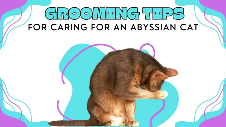 an Abyssinian cat grooming itself