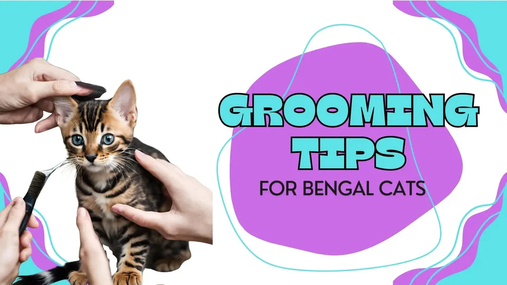 Bengal cat with spotted coat being groomed