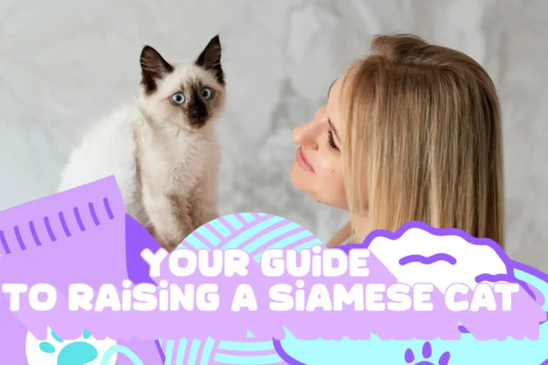 Your Guide to Raising a Siamese Cat: Health, Diet, and More