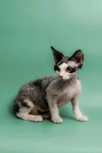 Devon Rex cat with big ears and slim body, perfect for your purr-fect plate guide.
