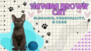 a havana brown cat playing with a yarn