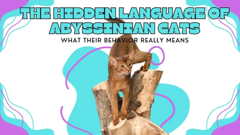 an Abyssinian Cat playing with a structured woods