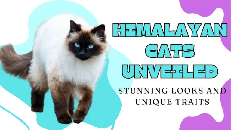 Beautiful Himalayan cat showcasing its stunning looks and unique traits in the article.