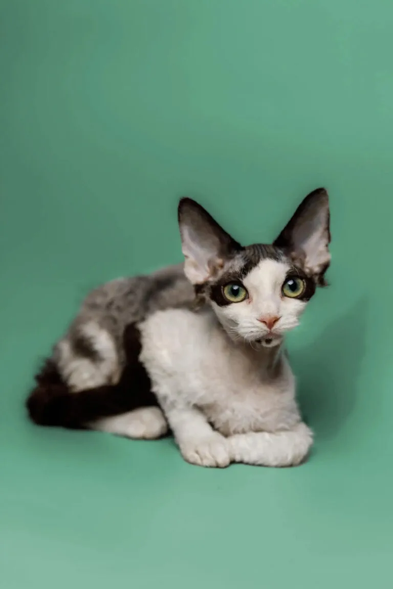 Devon Rex cat with big ears and green eyes, showcasing the breed’s unique features.