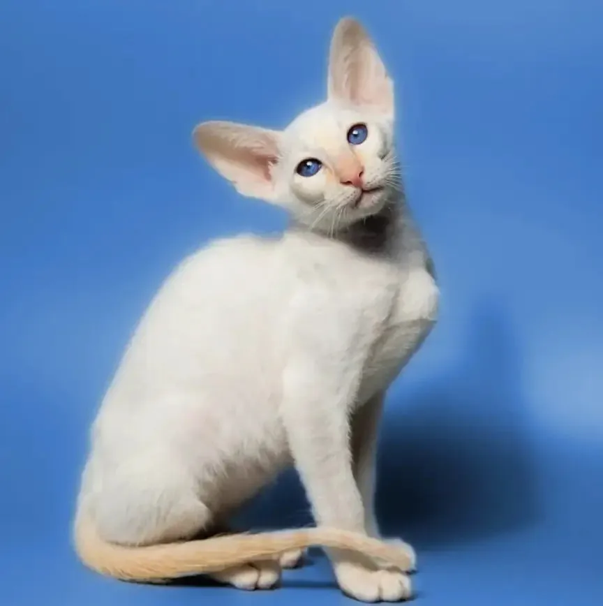White Siamese kitten with blue eyes and big ears, a stunning example of Oriental Cats.