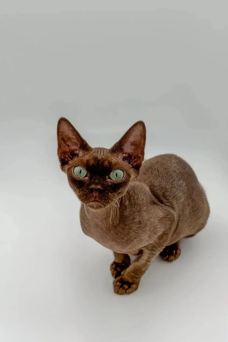 Hairless brown Devon Rex cat with striking green eyes in The History and Origin article.