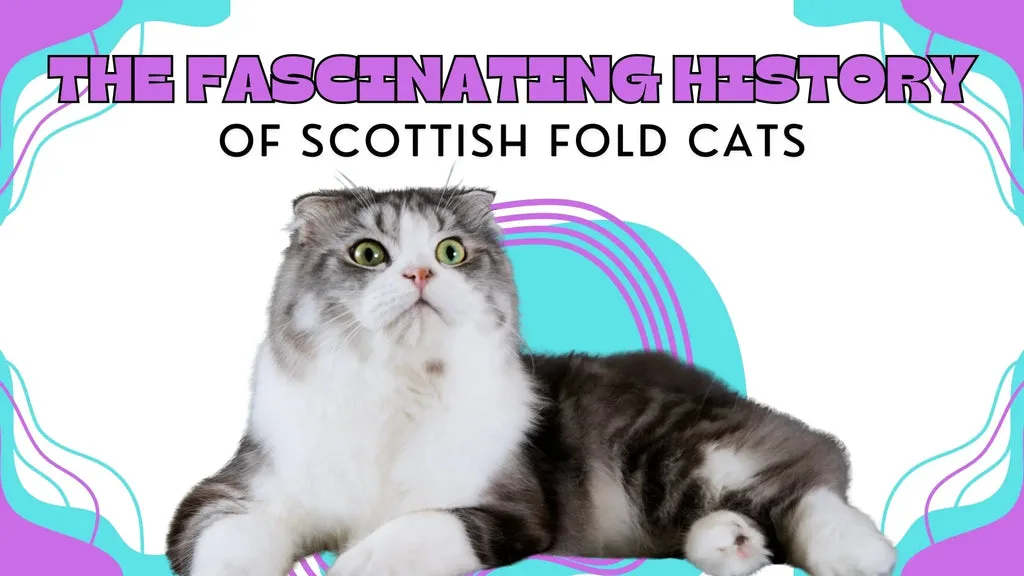 a white fluffy white and gray patterned Scottish Fold
