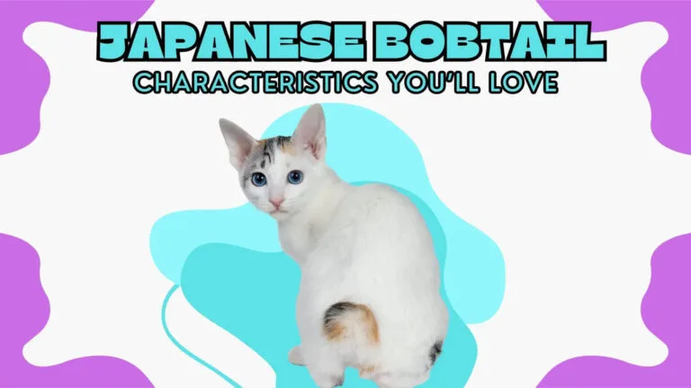 Cute Japanese Bobtail cat showcasing its unique features and playful personality.
