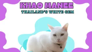 a beautiful khao manee cat