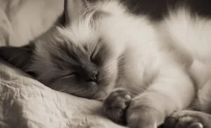 how long do ragdoll cats live