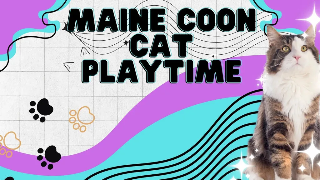 Cuddly Long-haired Maine Coon Cat being held for some cozy playtime fun