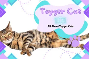 Alert Tabby cat with amber eyes showcasing the majestic Toyger cat breed features.