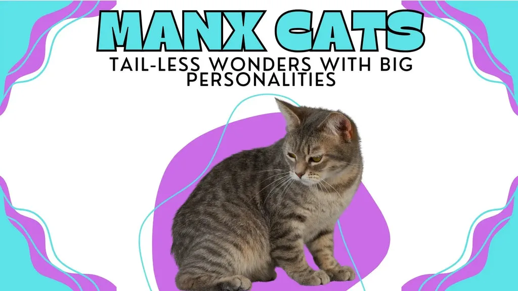 the tail-less wonder Manx cat