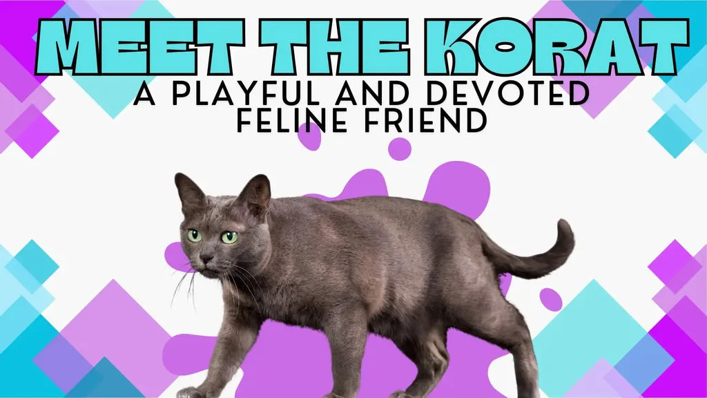 a beautiful black korat cat