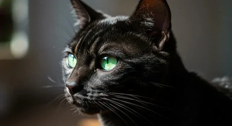 Stunning Melanistic Bengal