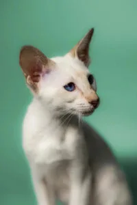 Siamese cat with blue eyes showcasing playful oriental cat behavior and communication skills
