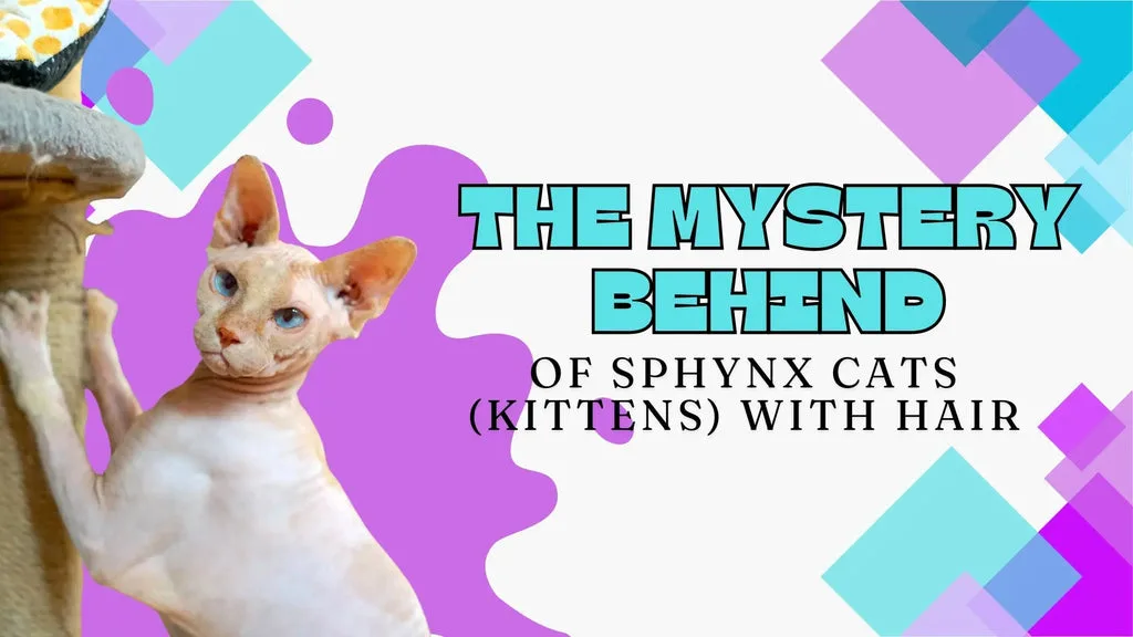 Hairless Sphynx cat playing