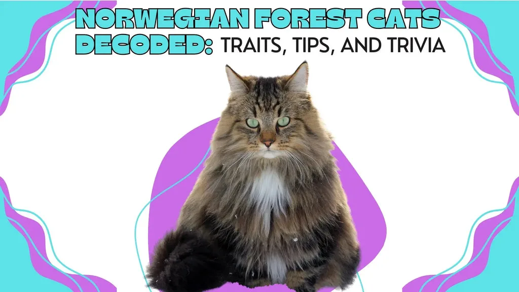 A fluffy Norwegian Forest Cats