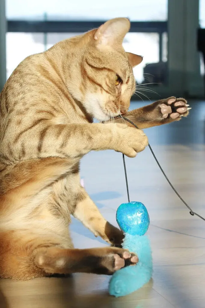 Ginger-colored Ocicat cat playing with a blue toy on a string, showcasing its playful charm.