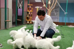 Person in a white shirt playing with fluffy Turkish Van cats on artificial grass.
