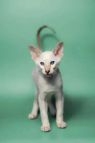 White Siamese kitten with blue eyes and big ears, purring for oriental cat care tips.