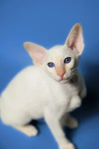 White Oriental cat with striking blue eyes and large ears in The Oriental Cat Chronicles.