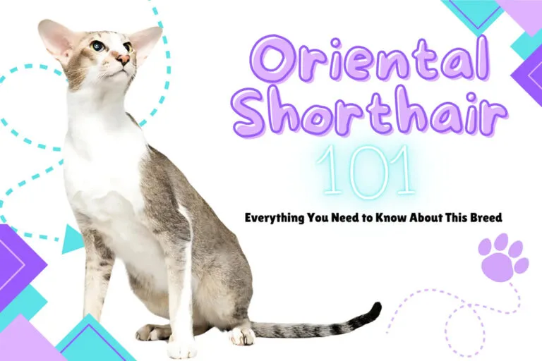 Adorable Oriental Shorthair cat showcasing its unique features and playful personality.