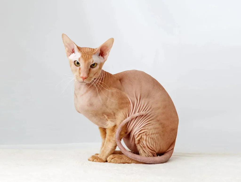 oriental shorthair pros and cons