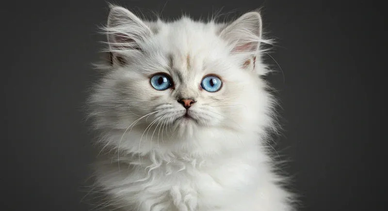 Persian Cat Health Issues Guide