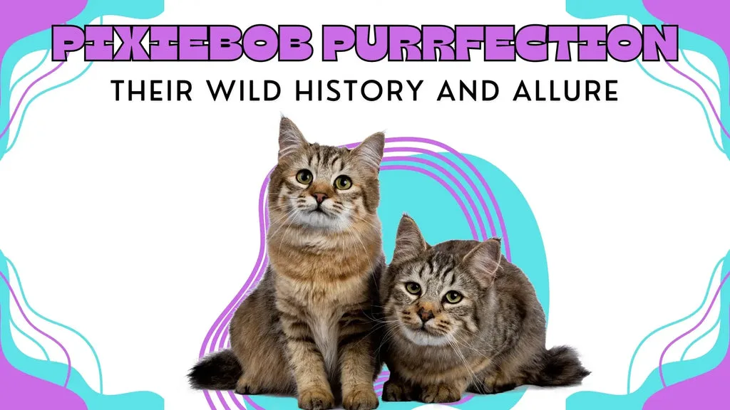 two cute and fluffy Pixiebo cats